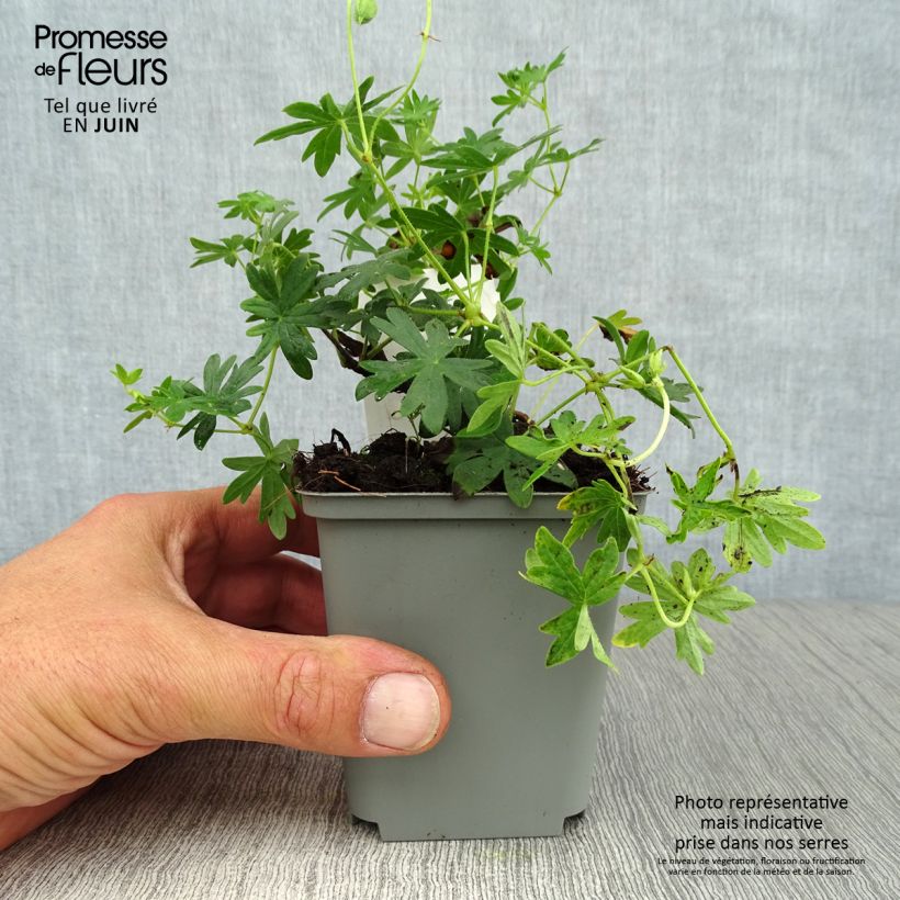 Esemplare di Geranium sanguineum Album - Geranio sanguigno Vasetto da 8/9 cm consegnato in estate