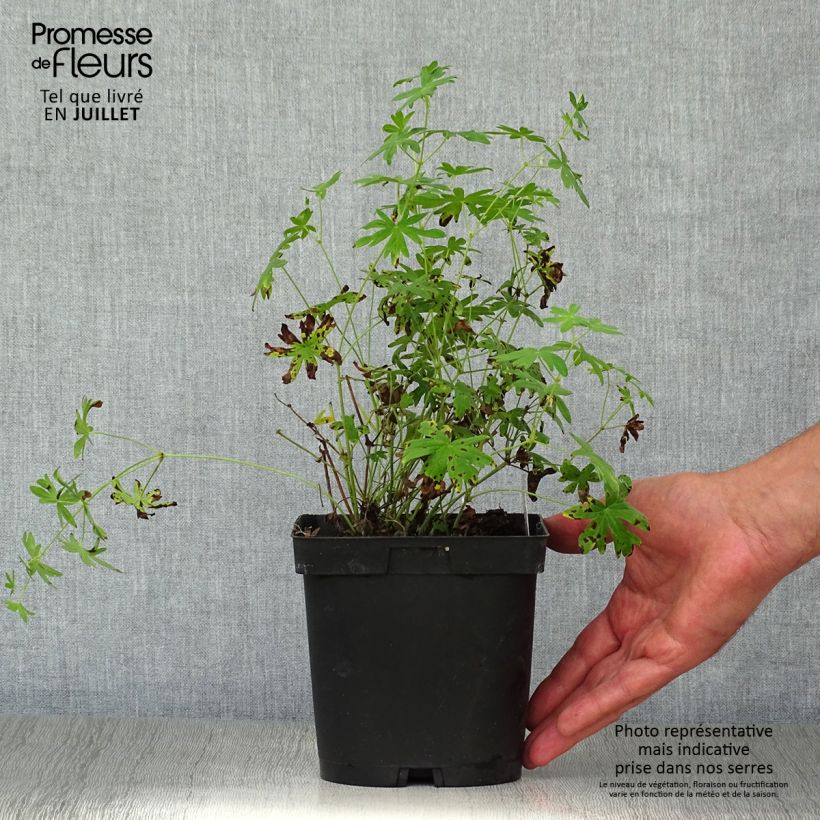 Esemplare di Geranium sanguineum Album - Geranio sanguigno Vaso da 1,5L/2L consegnato in estate