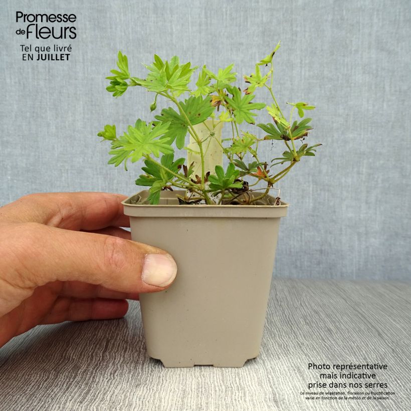 Esemplare di Geranium sanguineum Elke - Geranio sanguigno Vasetto da 8/9 cm consegnato in estate