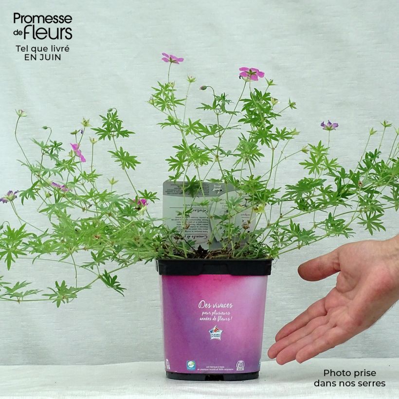 Esemplare di Geranium sanguineum Elke - Geranio sanguigno Vaso da 2L/3L consegnato in estate