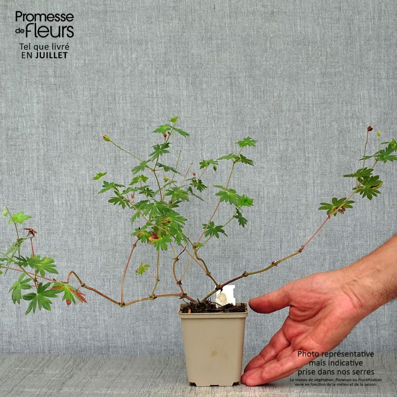 Esemplare di Geranium sanguineum Hannelore - Geranio sanguigno Vasetto da 8/9 cm consegnato in estate