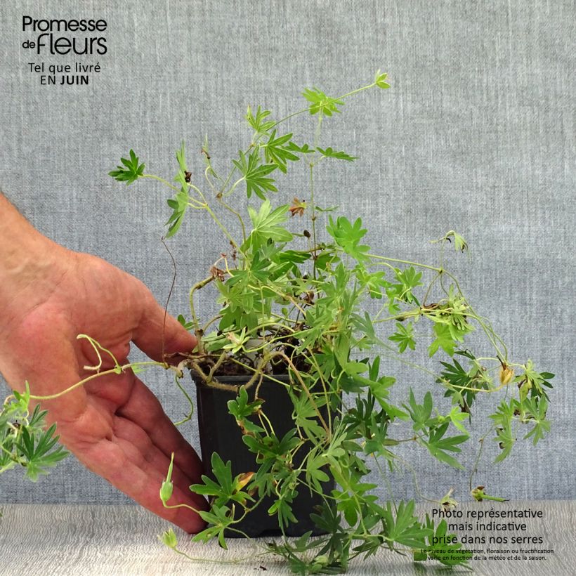 Esemplare di Geranium sanguineum Vision - Geranio sanguigno Vasetto da 8/9 cm consegnato in estate