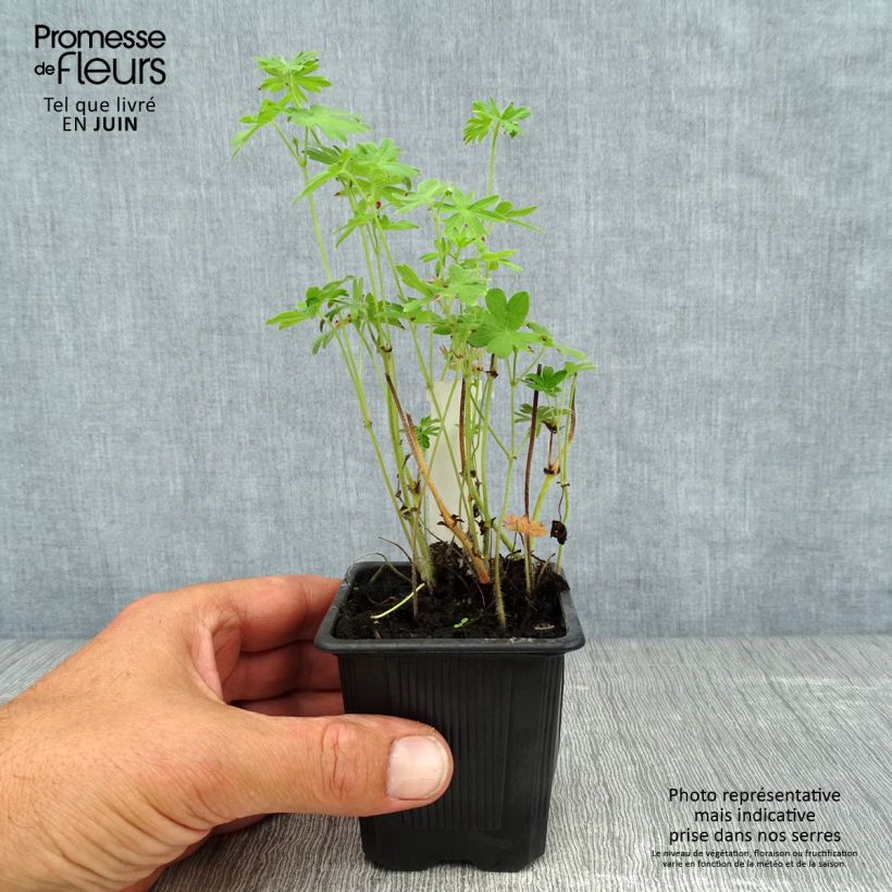 Esemplare di Geranium sanguineum - Geranio sanguigno Vasetto da 8/9 cm consegnato in estate