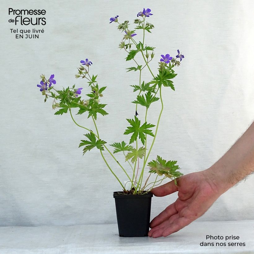 Esemplare di Geranium sylvaticum Bridget Lion - Geranio silvano Vasetto da 8/9 cm consegnato in estate