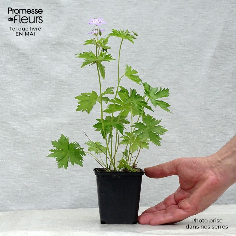 Geranium sylvaticum Ice Blue - Geranio silvano Vasetto da 8/9 cm esemplare consegnato in primavera