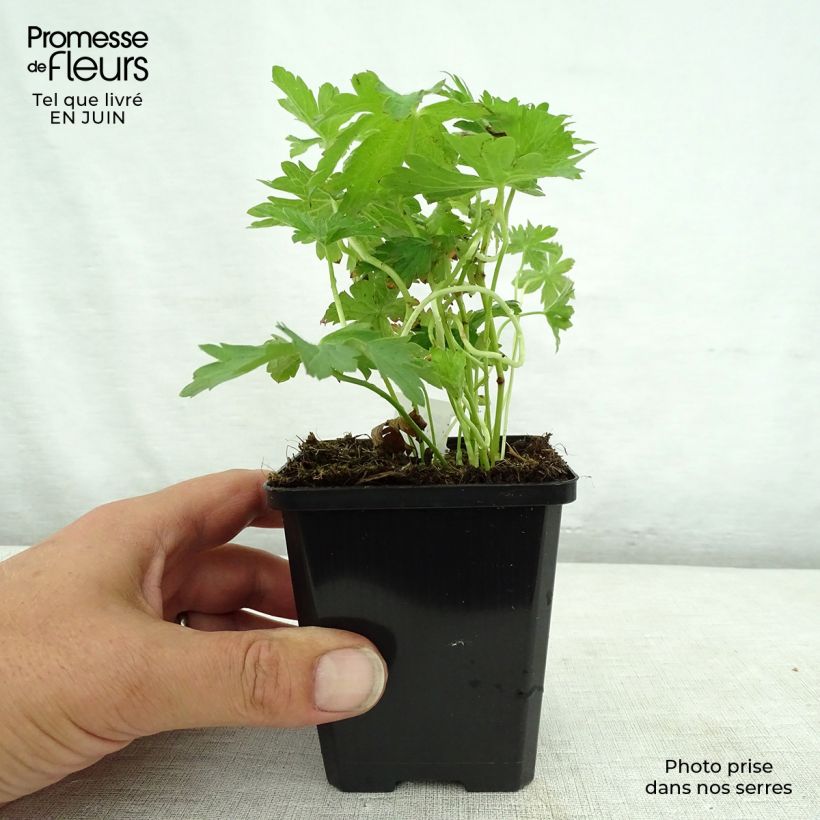 Esemplare di Geranium sylvaticum May Flower - Geranio silvano Vasetto da 8/9 cm consegnato in estate