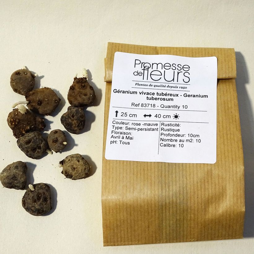 Esempio di esemplare Geranium tuberosum - Geranio tuberoso Bulbo taglia 5+ come consegnato