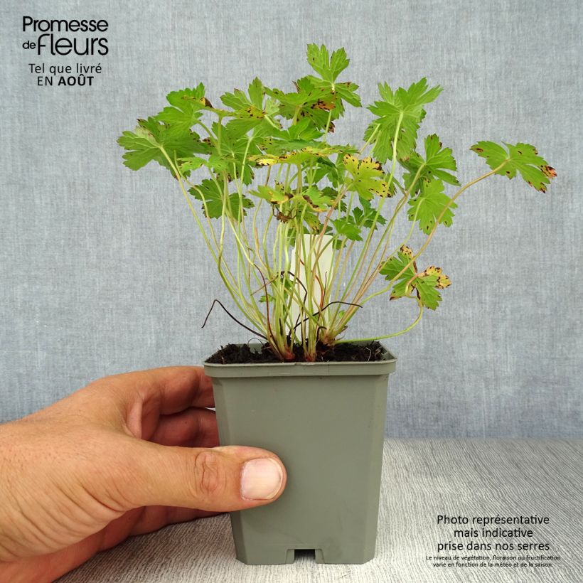 Esemplare di Geranium versicolor - Geranio striato Vasetto da 8/9 cm consegnato in estate