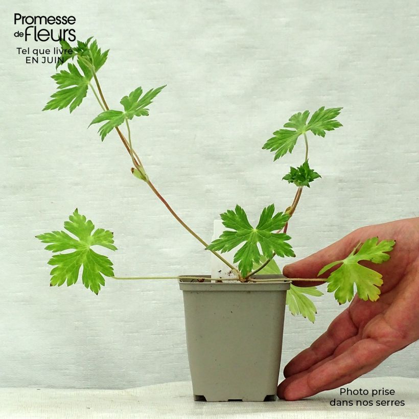 Esemplare di Geranium wallichianum Buxton's Variety Vasetto da 8/9 cm consegnato in estate