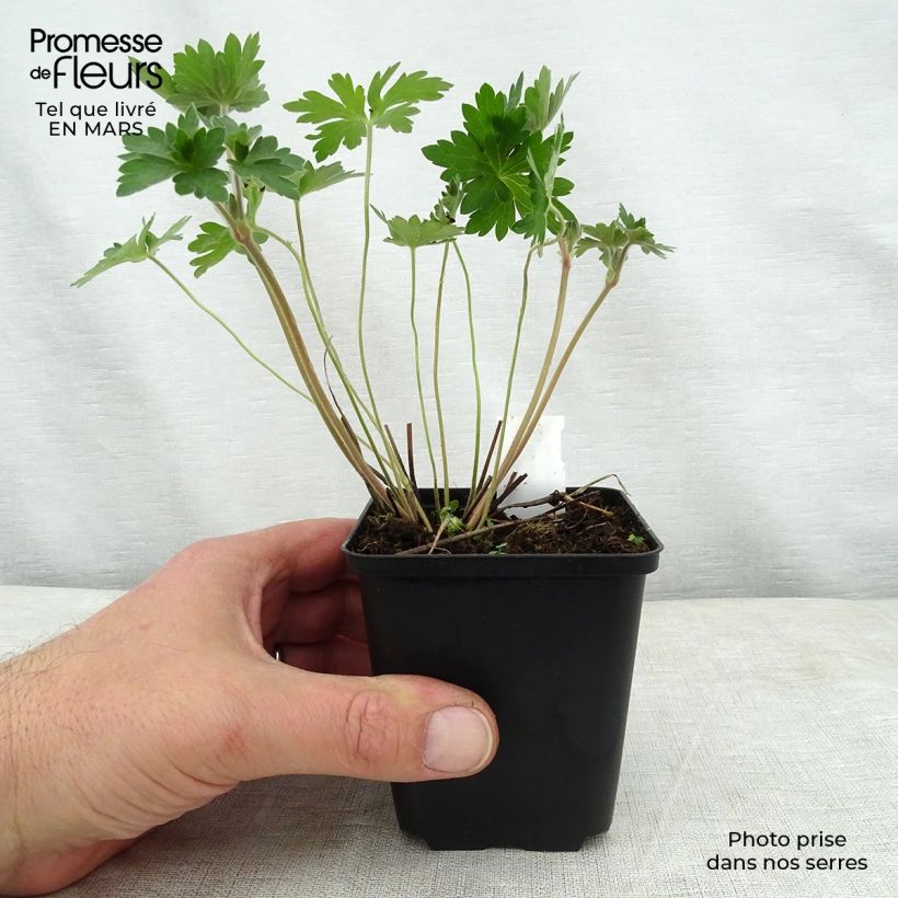 Geranium wlassovianum Vasetto da 8/9 cm esemplare consegnato in primavera