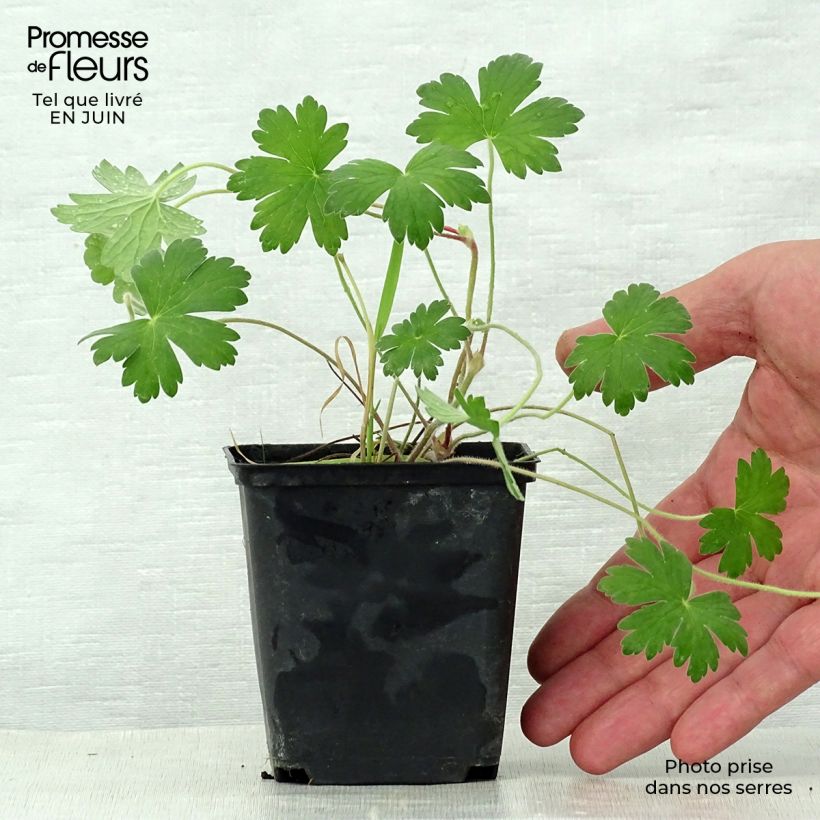 Esemplare di Geranium wlassovianum Crug Farm Vasetto da 8/9 cm consegnato in estate
