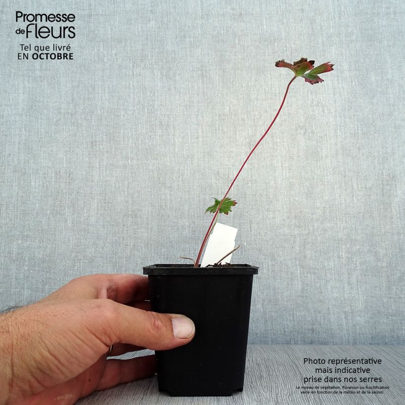 Esemplare di Geranium wlassovianum Vasetto da 8/9 cm come consegnato in autunno