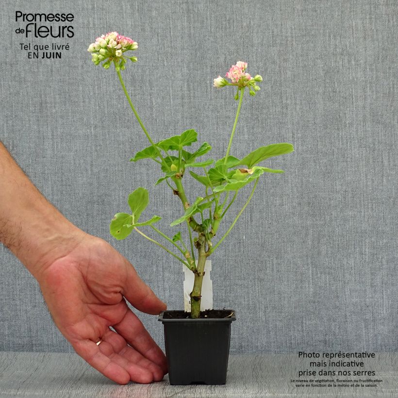 Esemplare di Geranio zonale Appleblossom Vasetto da 7/8 cm consegnato in estate