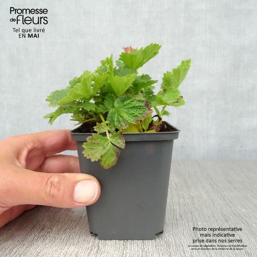 Geum Cosmopolitan - Benoite blanc-pêche en godet de 9 cm esemplare consegnato in primavera