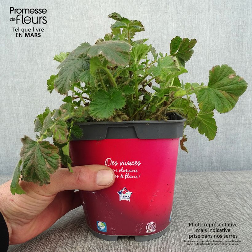Geum Cosmopolitan Vaso da 2L/3L esemplare consegnato in inverno