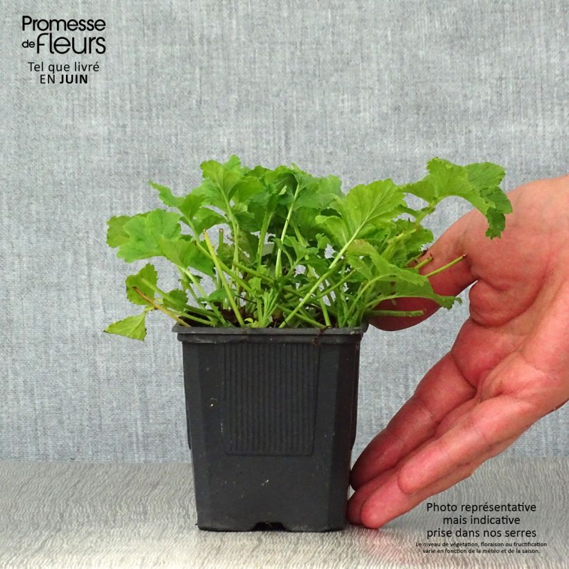 Esemplare di Geum Flames of Passion Vasetto da 8/9 cm consegnato in estate