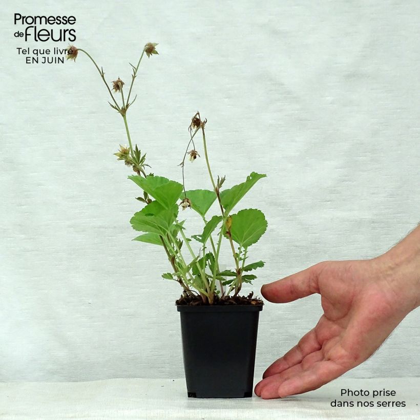 Esemplare di Geum rivale Lemon Drops Vasetto da 8/9 cm consegnato in estate