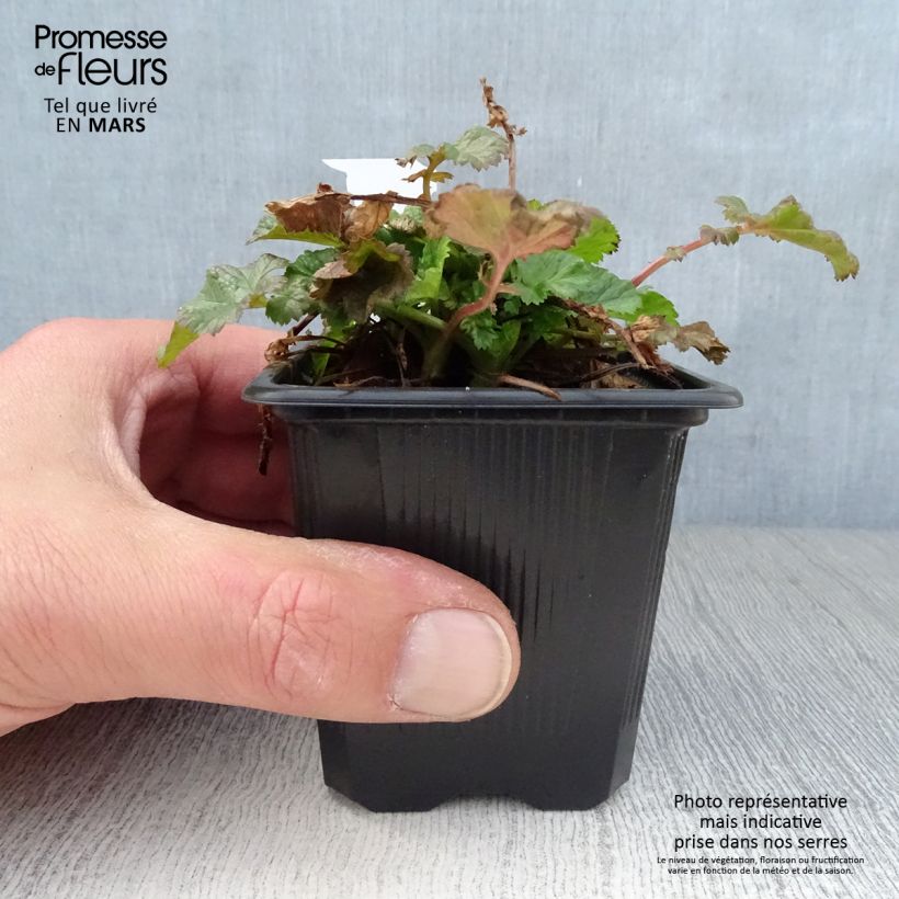 Geum Tempo Rose Vasetto da 8/9 cm esemplare consegnato in primavera