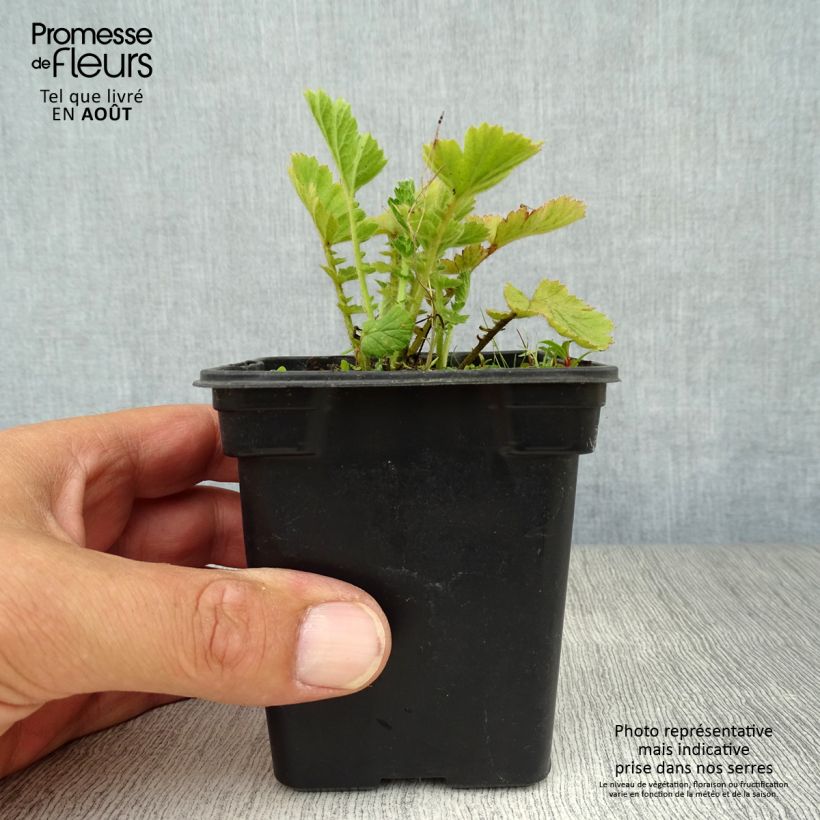 Esemplare di Geum chiloense Lady Stratheden Vasetto da 7/8 cm consegnato in estate