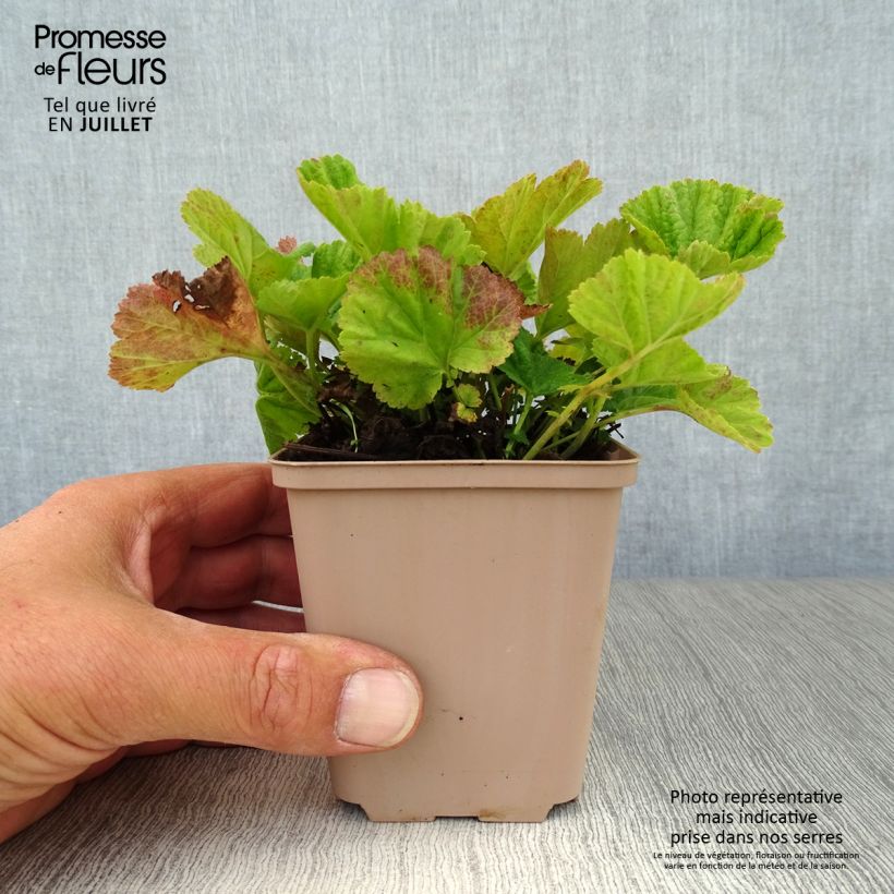 Esemplare di Geum coccineum Borisii Vasetto da 8/9 cm consegnato in estate