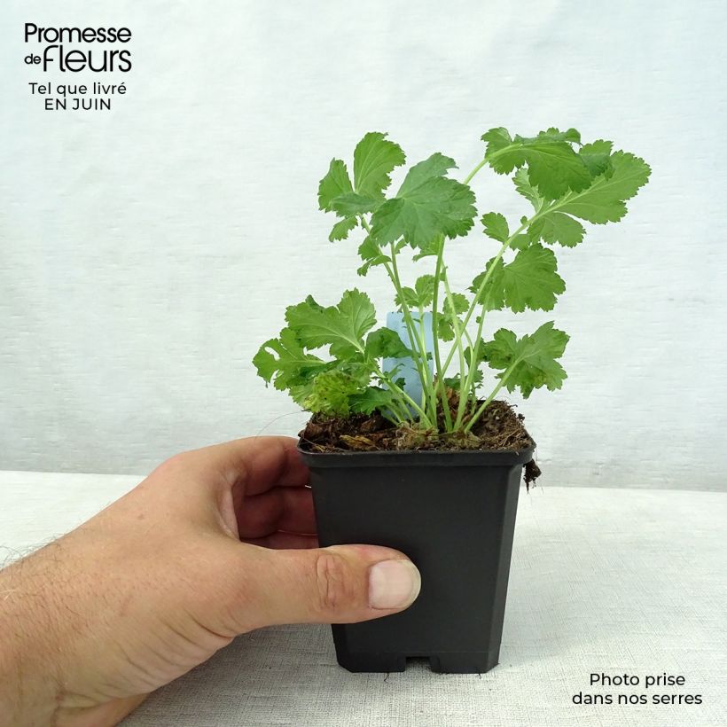 Esemplare di Geum rivale Leonard's Variety Vasetto da 7/8 cm consegnato in estate