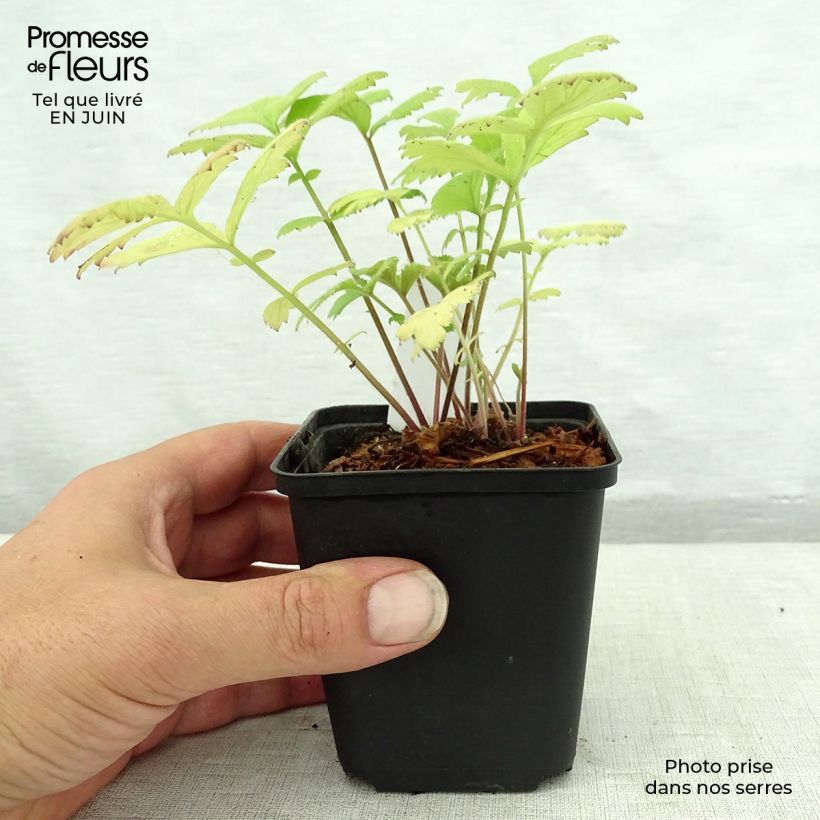 Esemplare di Geum urbanum - Cariofillata comune Vasetto da 8/9 cm consegnato in estate