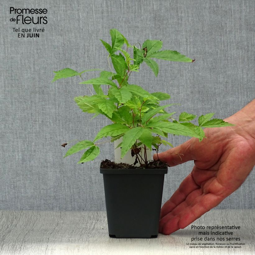 Esemplare di Gillenia trifoliata Vasetto da 8/9 cm consegnato in estate