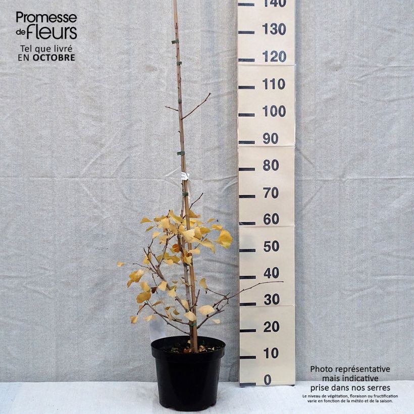 Esemplare di Ginkgo biloba Blagon Vaso da 7,5L/10L come consegnato in autunno
