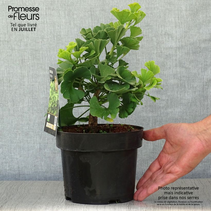 Esemplare di Ginkgo biloba Mariken Vaso da 2L/3L consegnato in estate