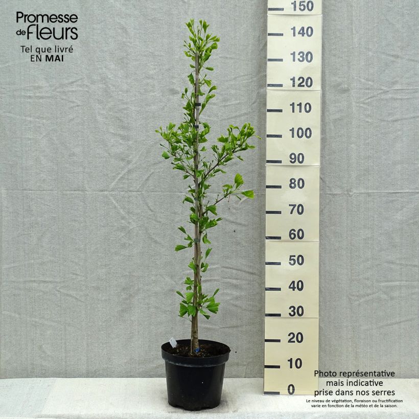 Ginkgo biloba Saratoga Vaso da 7,5L/10L esemplare consegnato in primavera