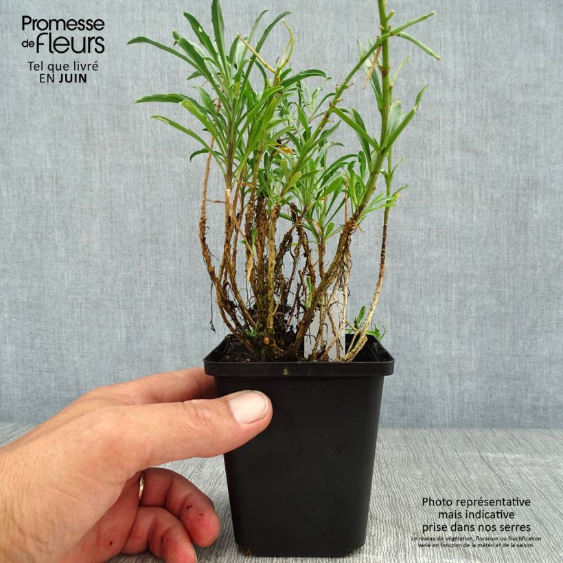 Esemplare di Erysimum Constant Cheer - Violaciocca Vasetto da 8/9 cm consegnato in estate