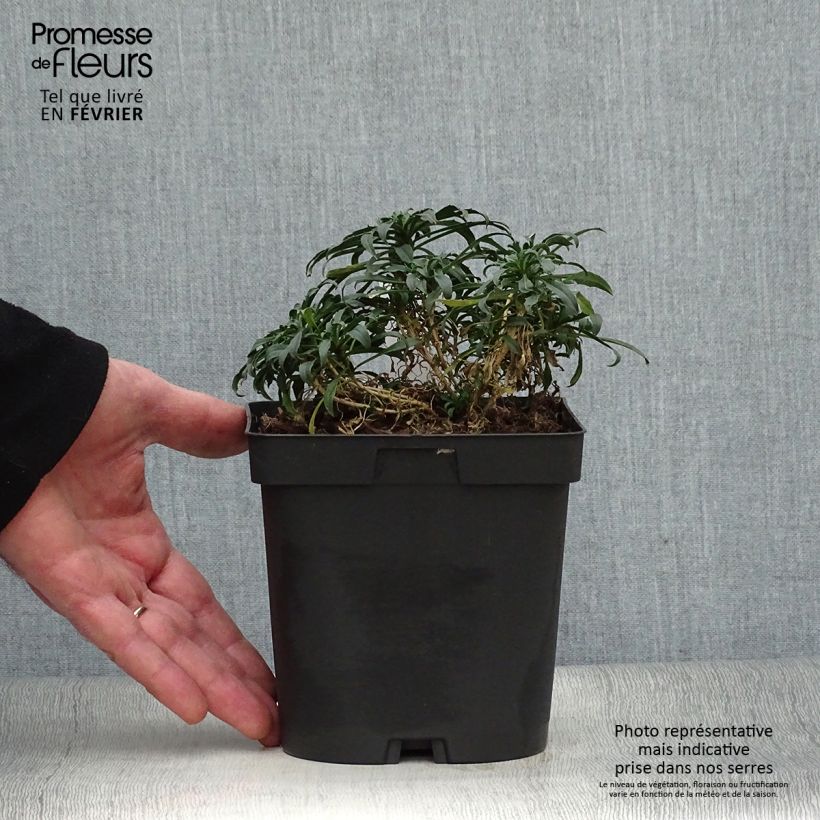 Erysimum Constant Cheer - Violaciocca Vaso da 2L/3L esemplare consegnato in inverno
