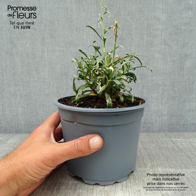 Esemplare di Erysimum Bowles Mauve - Violaciocca Vaso da 2L/3L consegnato in estate