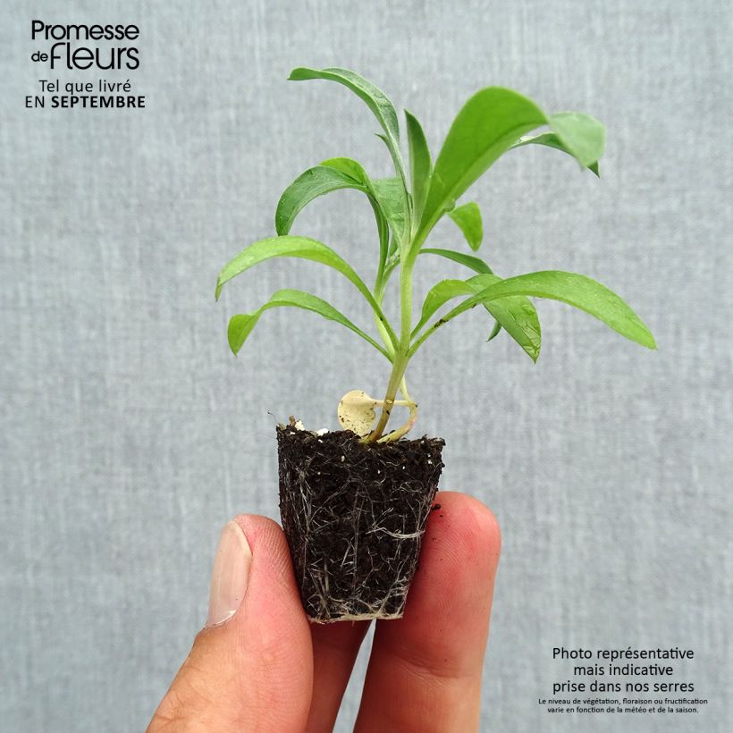 Esemplare di Erysimum Bedder Scarlet - Violaciocca mini zolla... come consegnato in autunno
