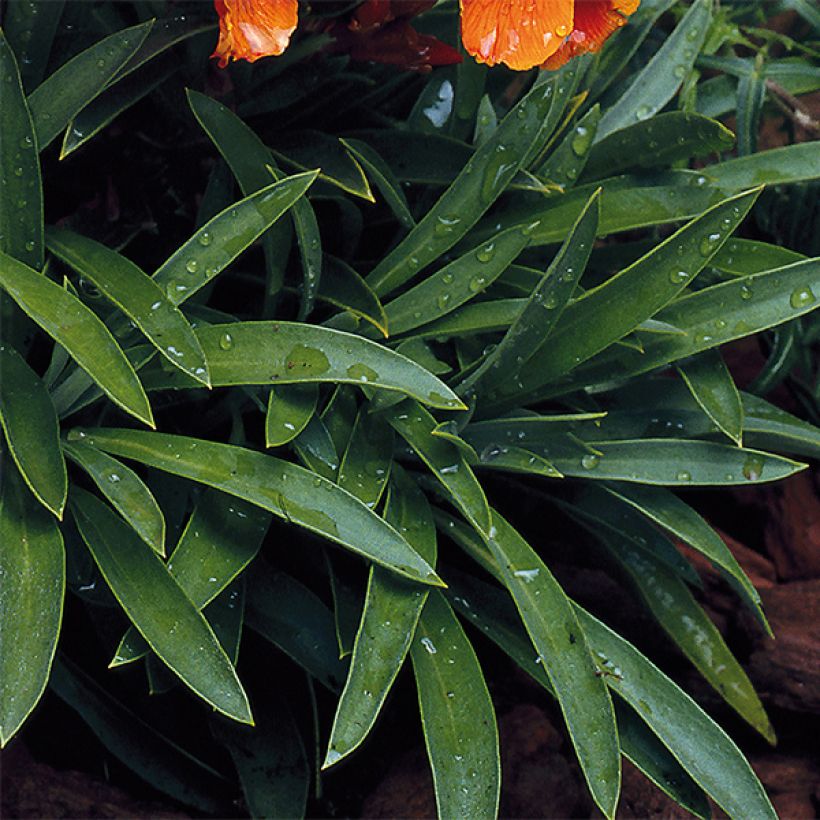 Erysimum Bedder Vulcan brune - Violaciocca (Fogliame)