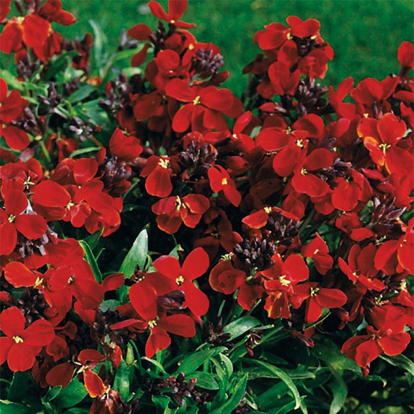 Erysimum Bedder Vulcan brune - Violaciocca (Fioritura)