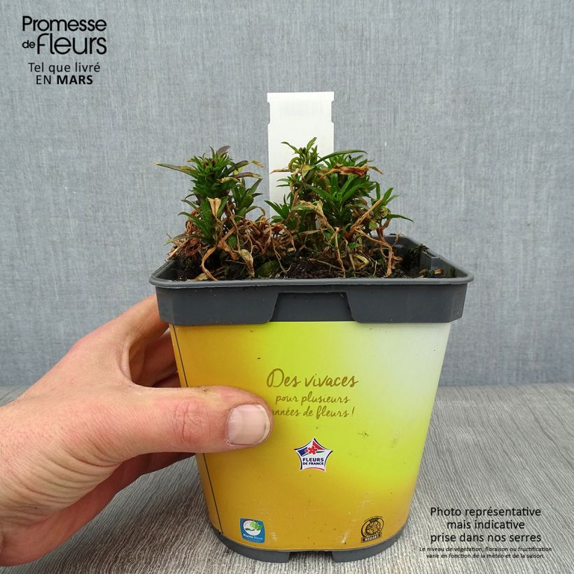 Erysimum suffruticosum Gold Cup - Violaciocca Vaso da 2L/3L esemplare consegnato in inverno