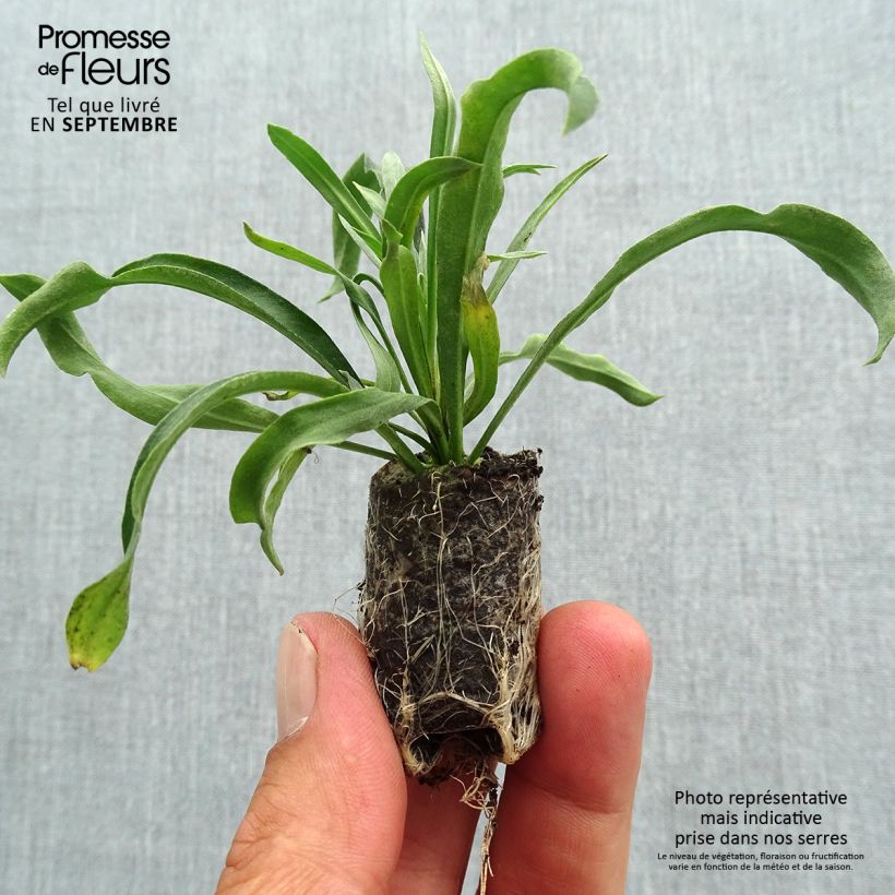 Esemplare di Erysimum RYSI Copper - Violaciocca mini zolla... come consegnato in autunno
