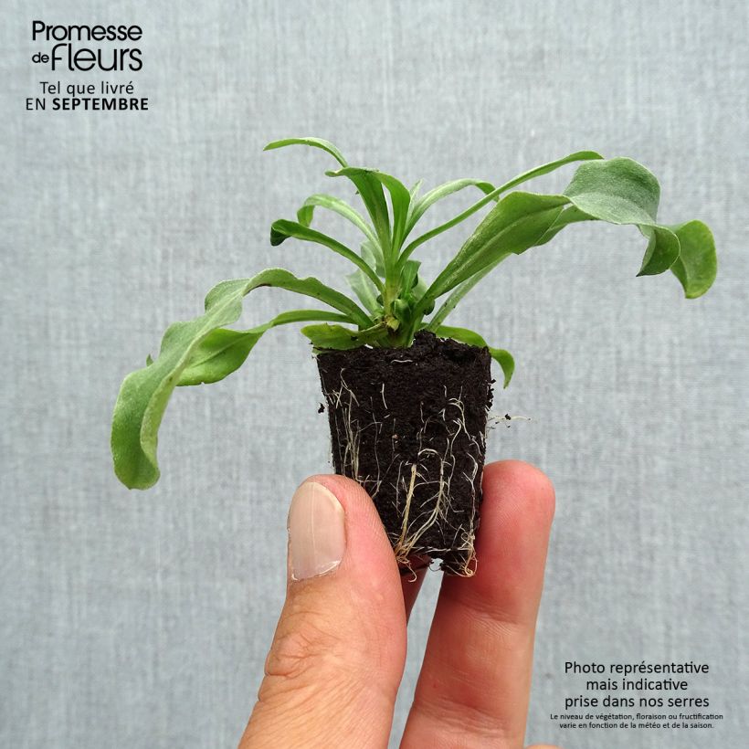 Esemplare di Erysimum Winter Light - Violaciocca mini zolla... come consegnato in autunno
