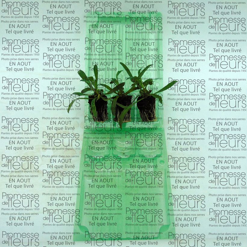 Esempio di esemplare Erysimum WINTER Romance - Violaciocca mini zolla... come consegnato
