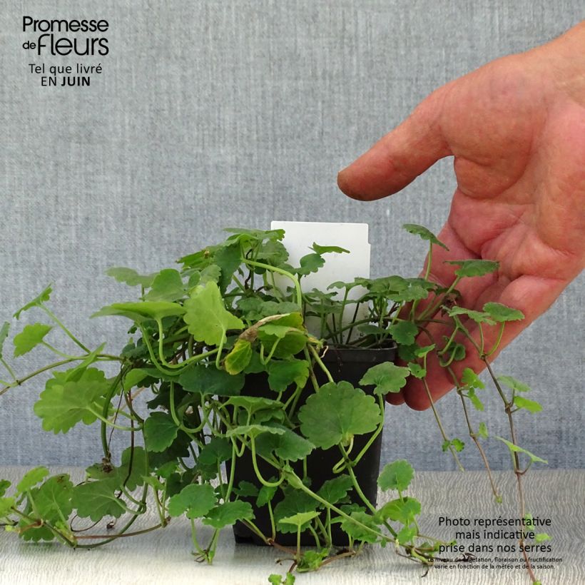 Esemplare di Glechoma hederacea - Ellera terrestre comune Vasetto da 8/9 cm consegnato in estate