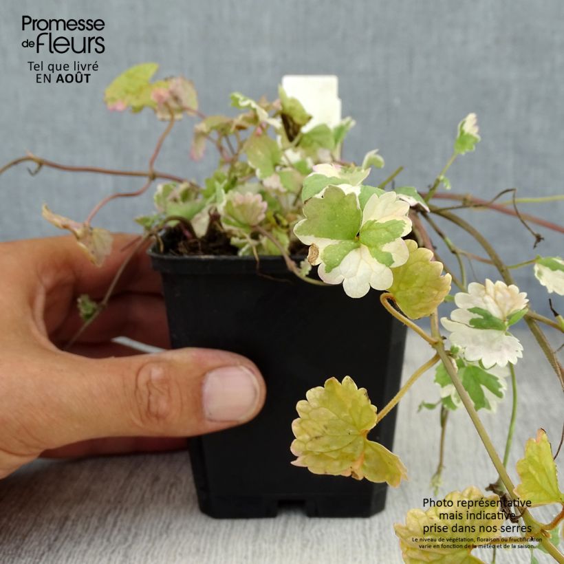 Esemplare di Glechoma hederacea Variegata Vasetto da 8/9 cm consegnato in estate