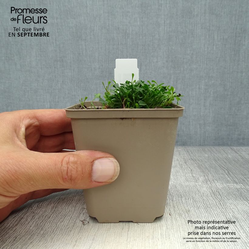 Esemplare di Globularia cordifolia - Vedovelle celesti Vasetto da 8/9 cm come consegnato in autunno