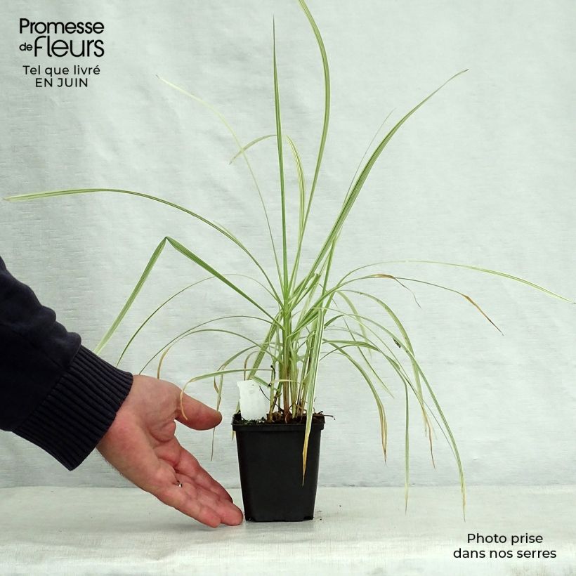 Esemplare di Glyceria maxima Variegata Vasetto da 8/9 cm consegnato in estate