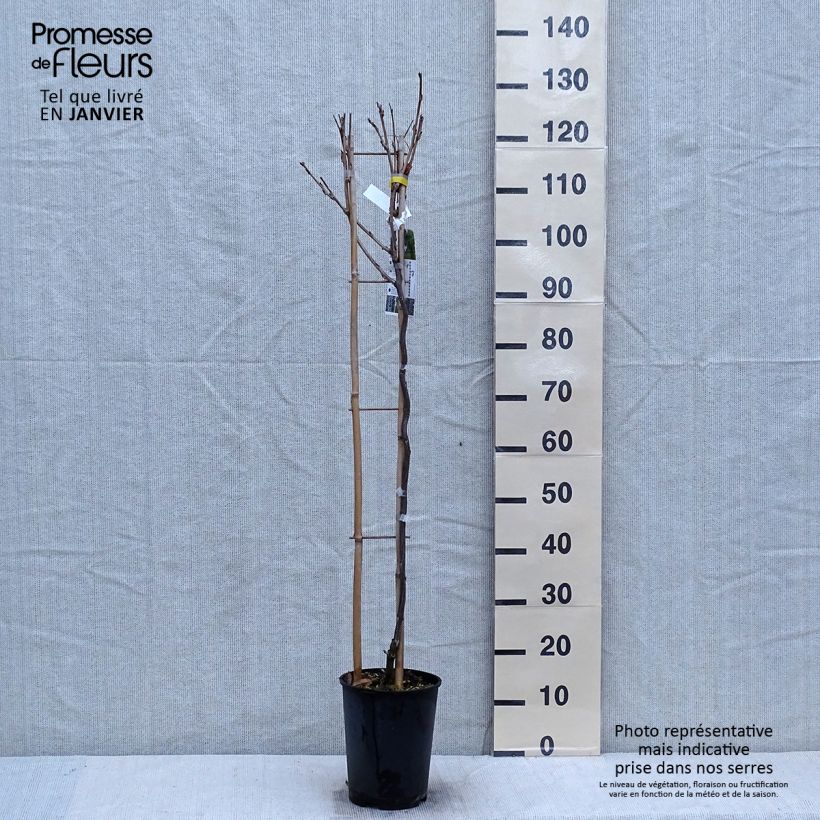 Wisteria venusta Grande Diva Cecilia - Glicine Vaso da 4L/5L esemplare consegnato in inverno