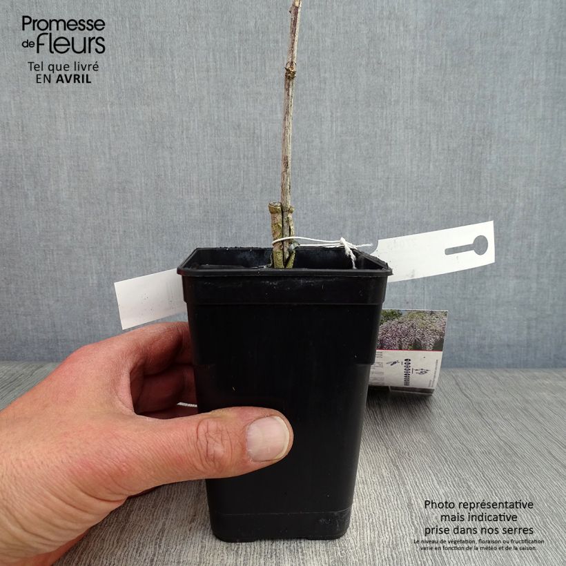 Wisteria venusta Grande Diva Maria - Glicine Vaso da 1L/1,5L esemplare consegnato in primavera