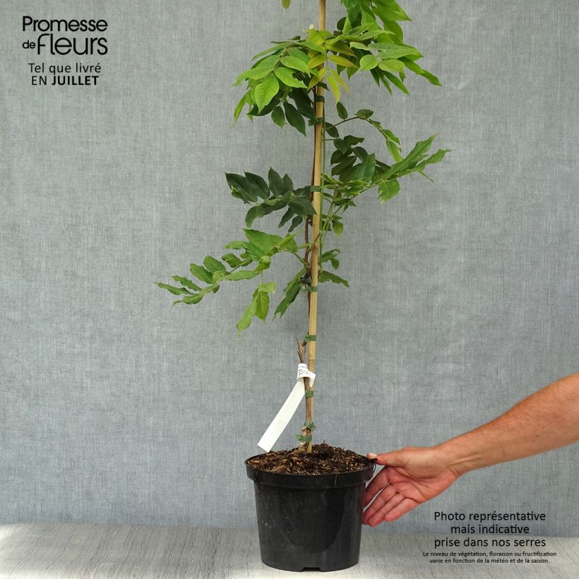 Esemplare di Wisteria brachybotrys White Silk - Glicine Vaso da 4L/5L consegnato in estate