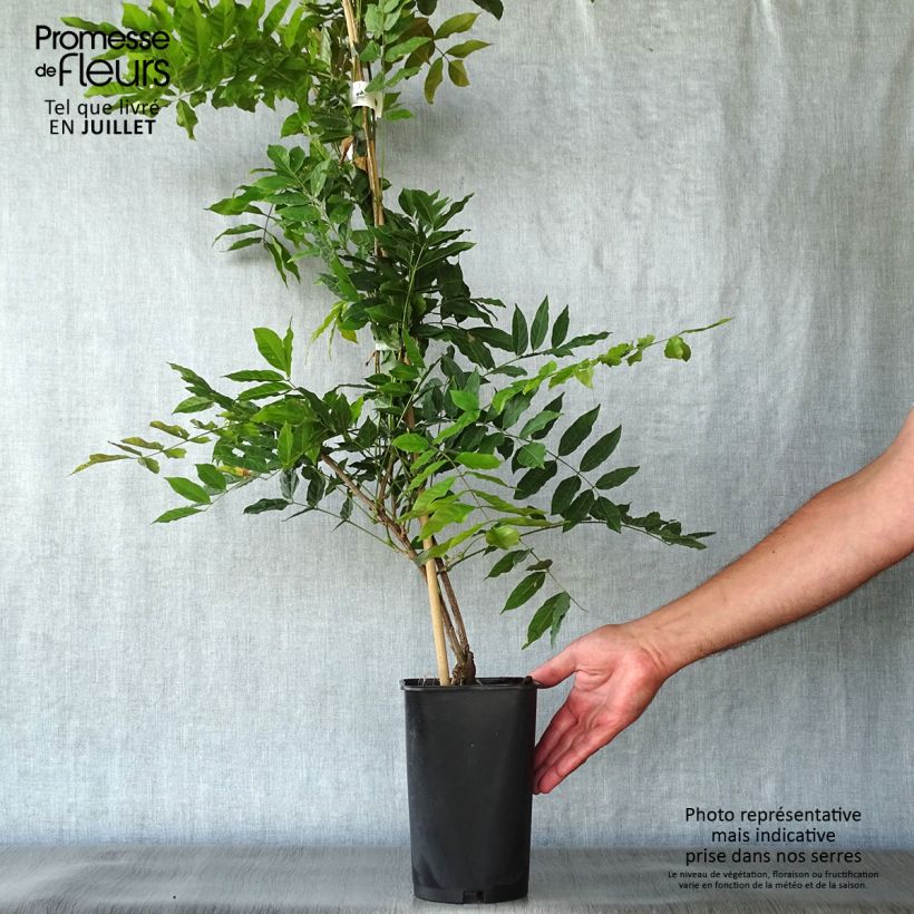 Esemplare di Wisteria sinensis Alba - Glicine comune Vaso da 2L/3L consegnato in estate