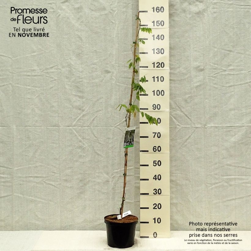 Esemplare di Wisteria sinensis Alba - Glicine comune Vaso da 3L/4L come consegnato in autunno