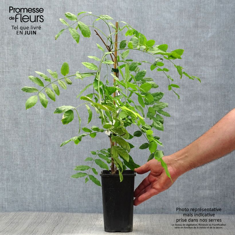 Esemplare di Wisteria sinensis Prolific - Glicine comune Vaso da 1,5L/2L consegnato in estate